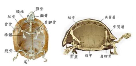 烏龜構造